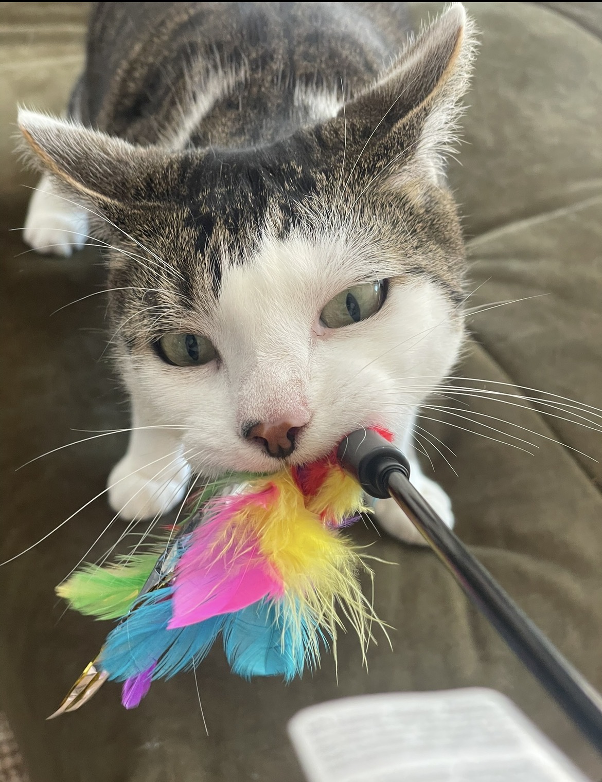 Pet 1