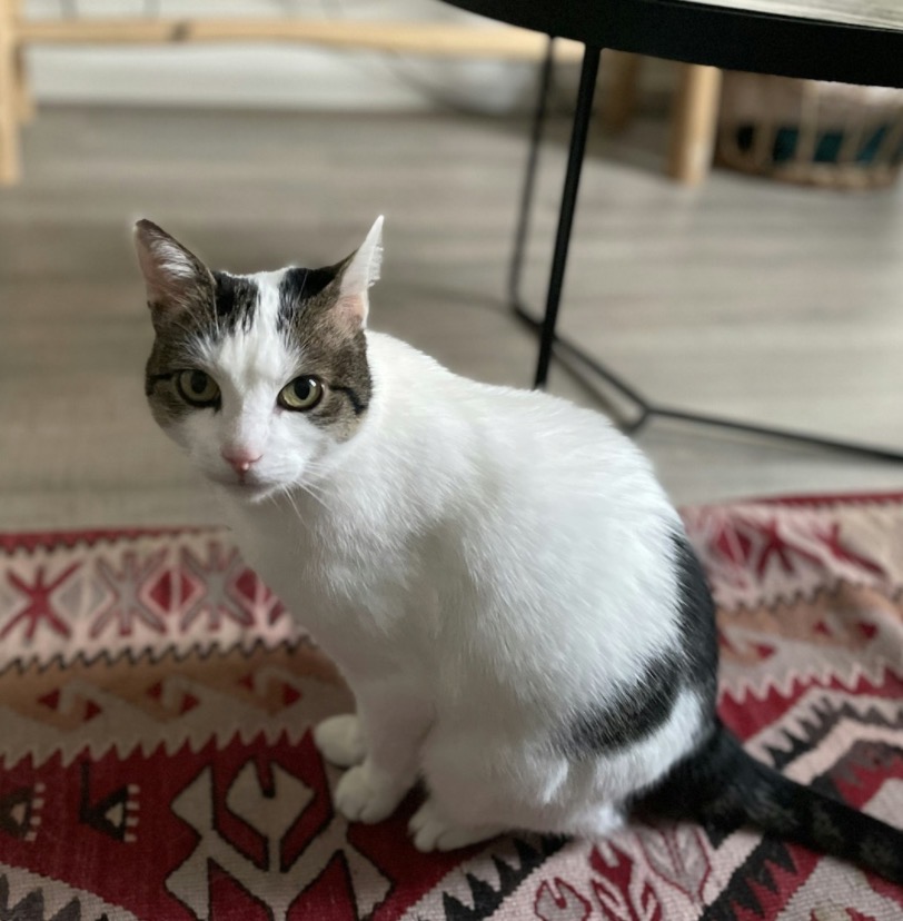 Pet 10