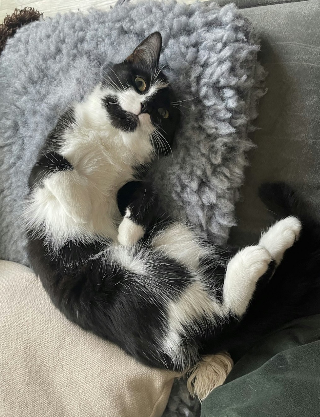 Pet 11