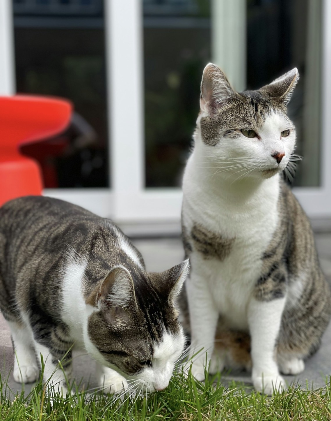 Pet 12