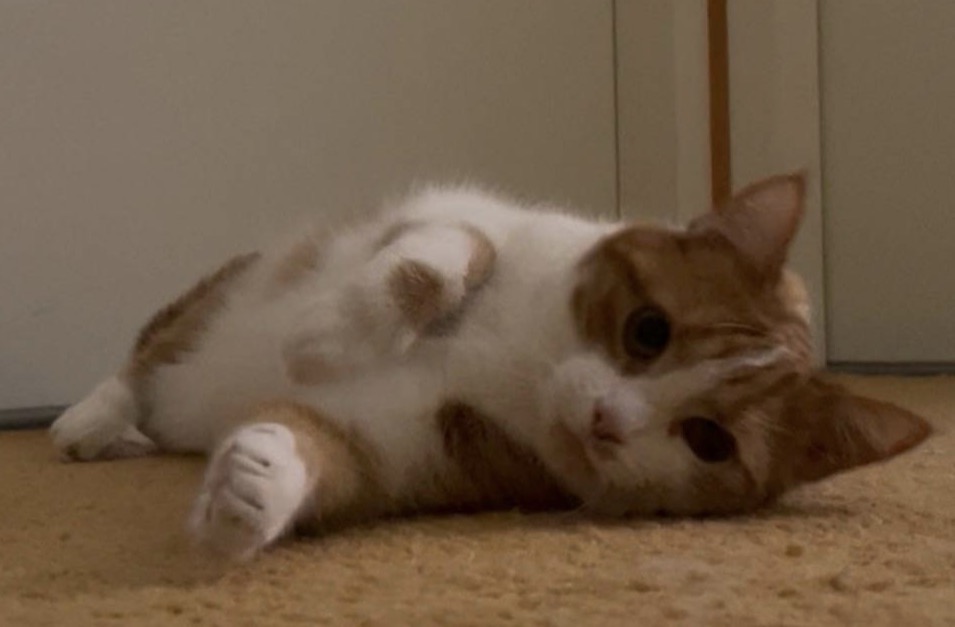 Pet 13