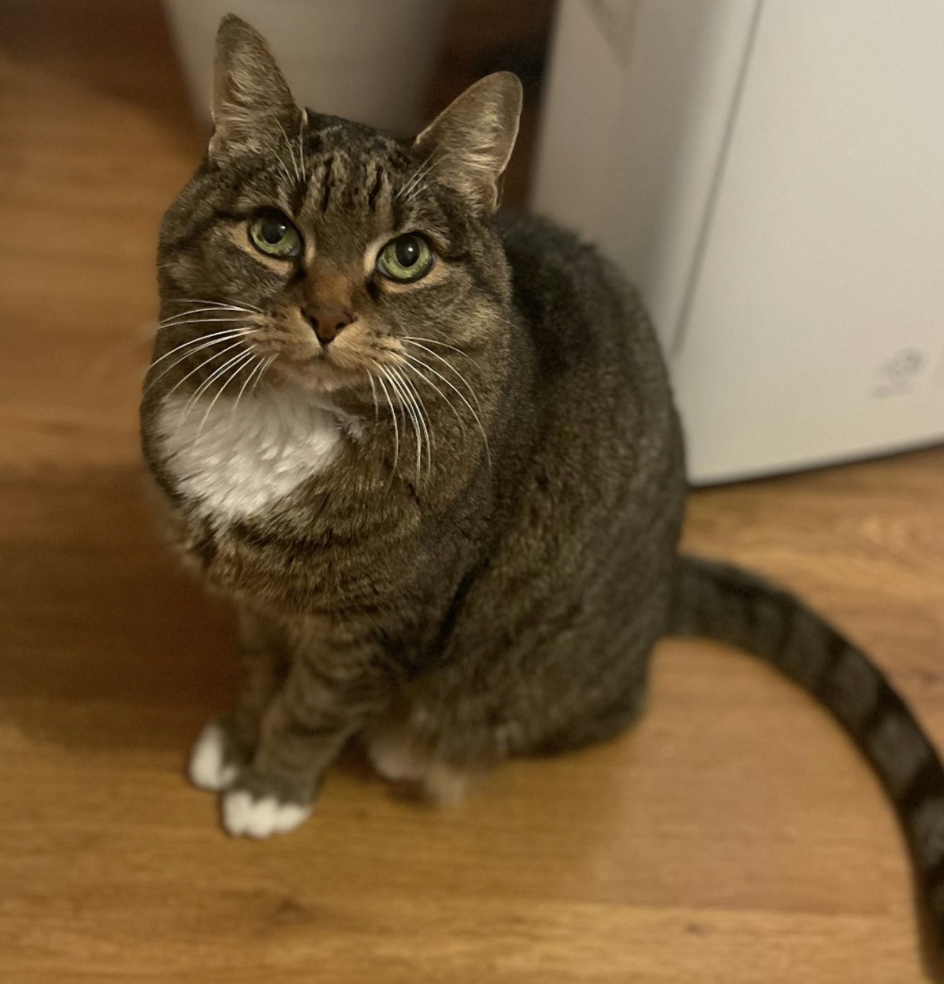 Pet 14