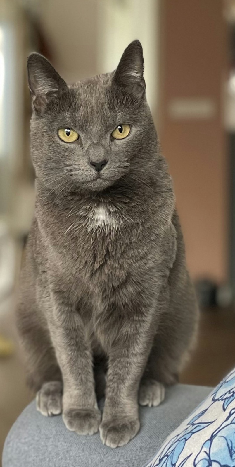 Pet 15