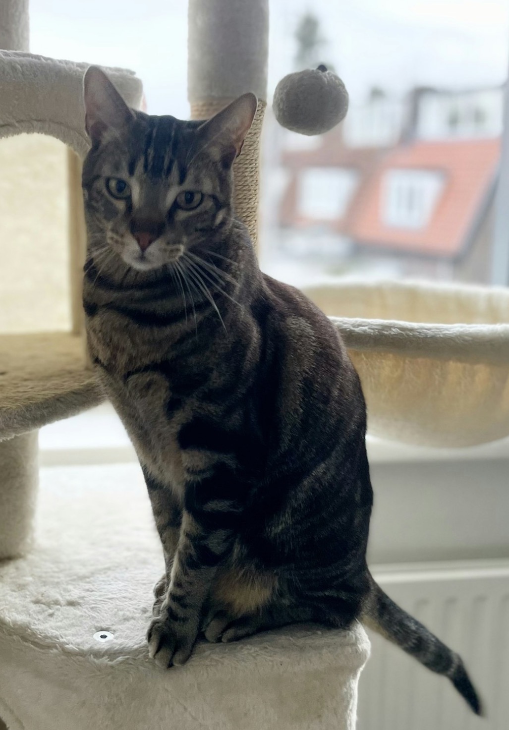 Pet 16