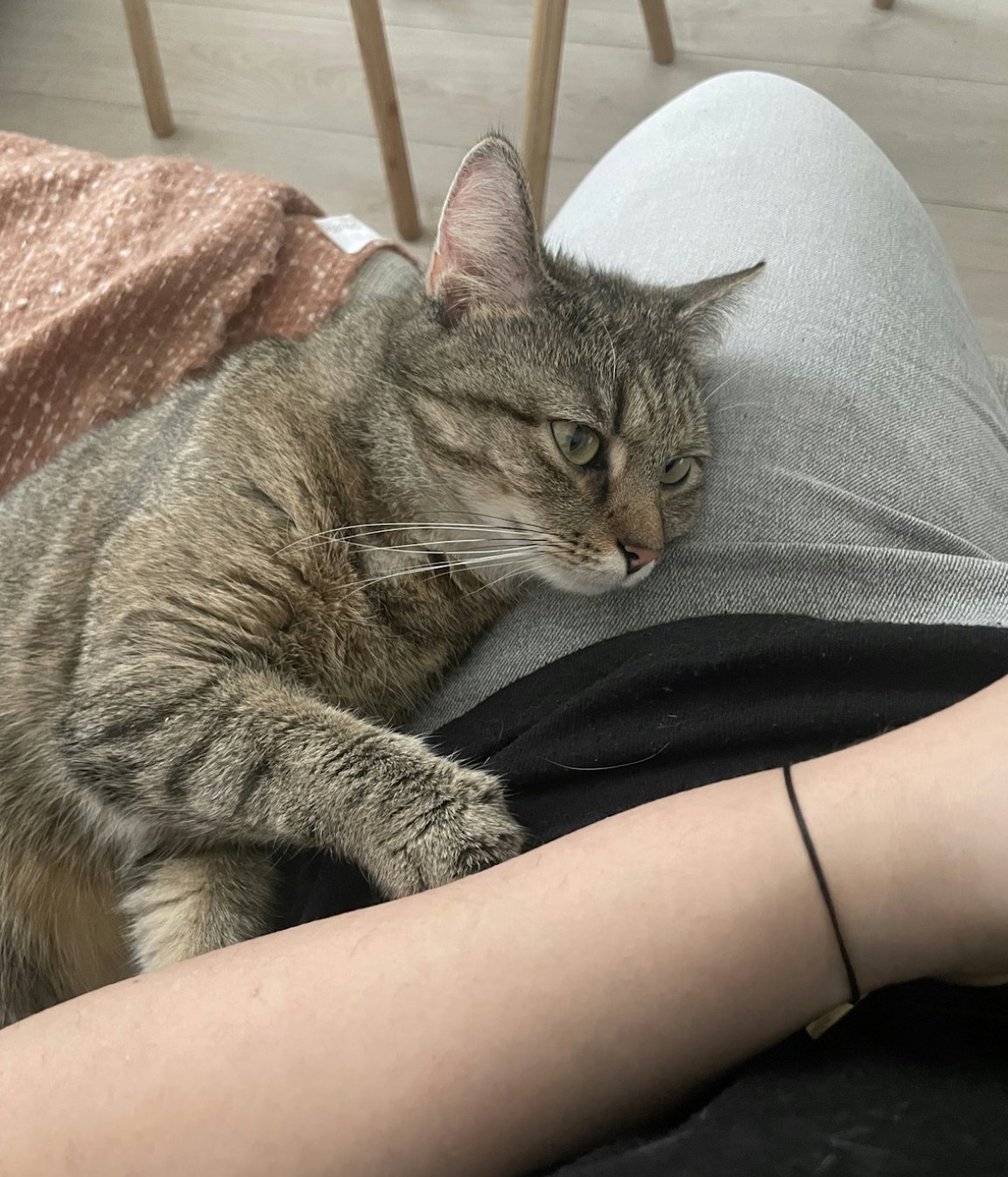 Pet 17