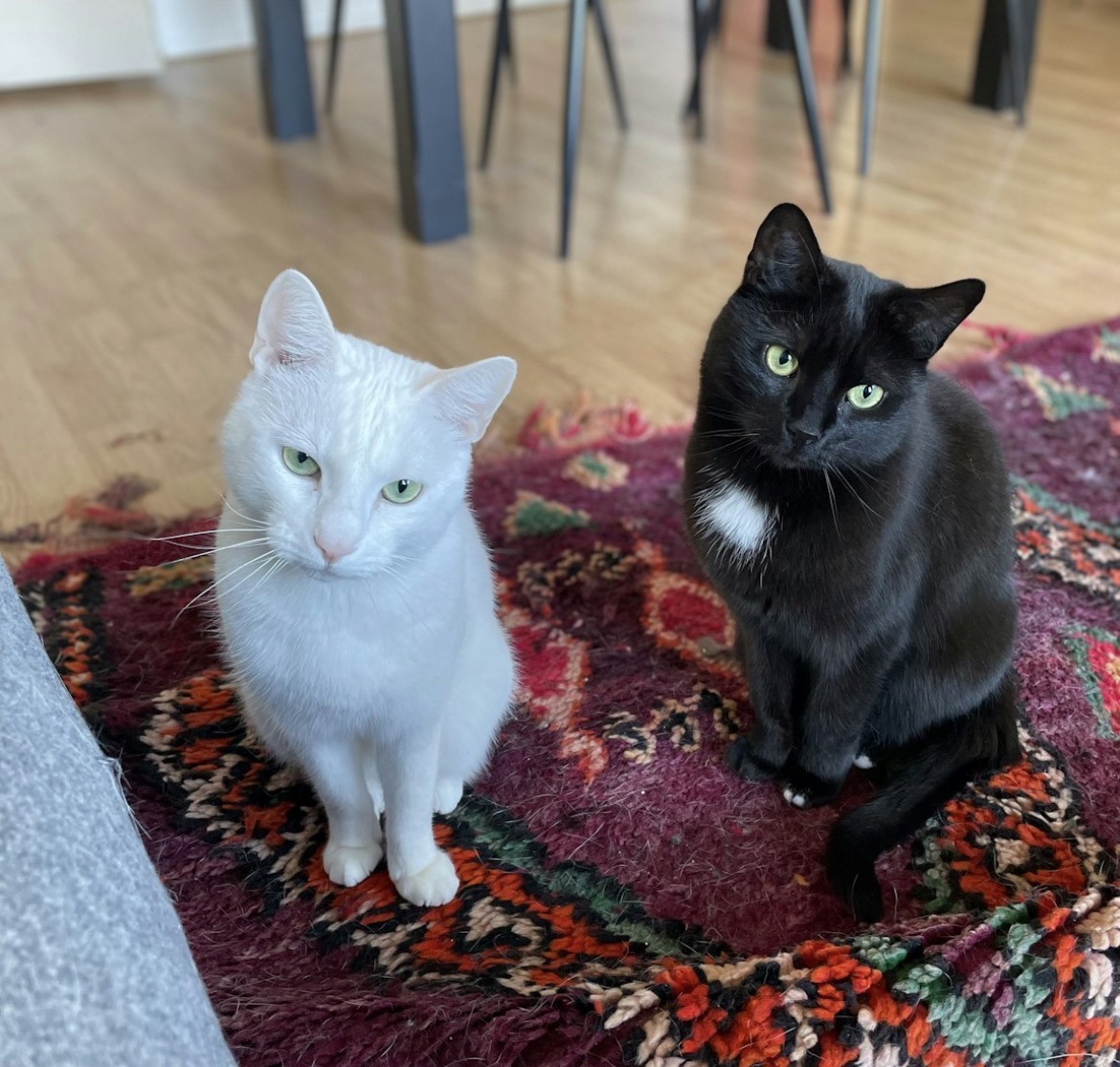 Pet 18