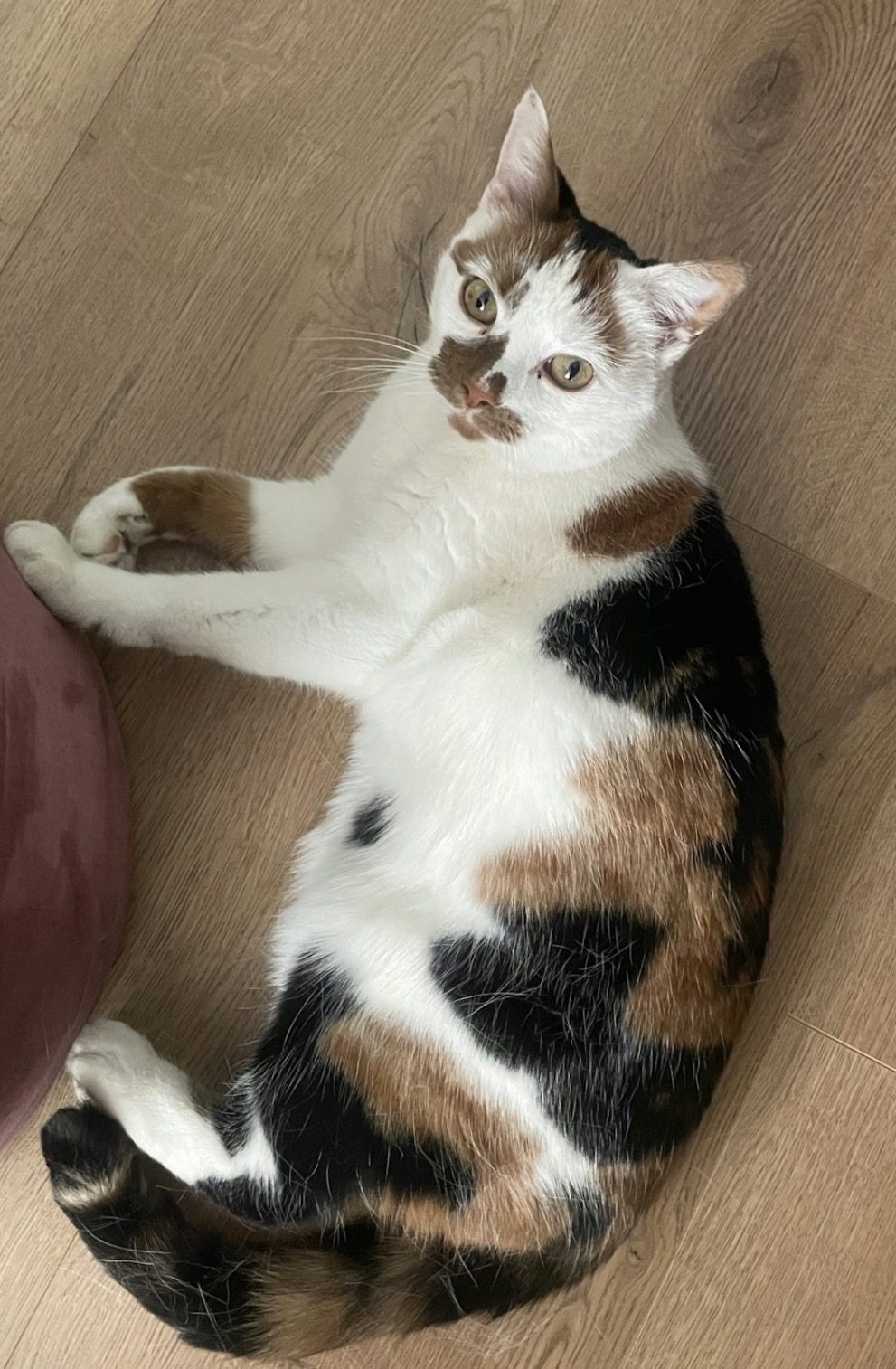 Pet 19