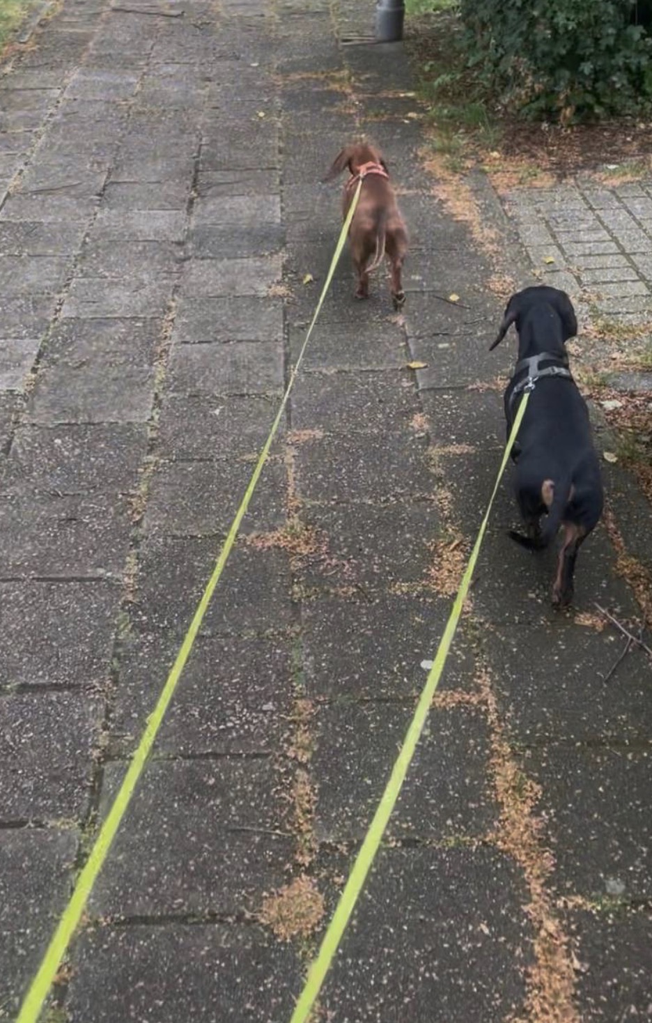 Pet 2