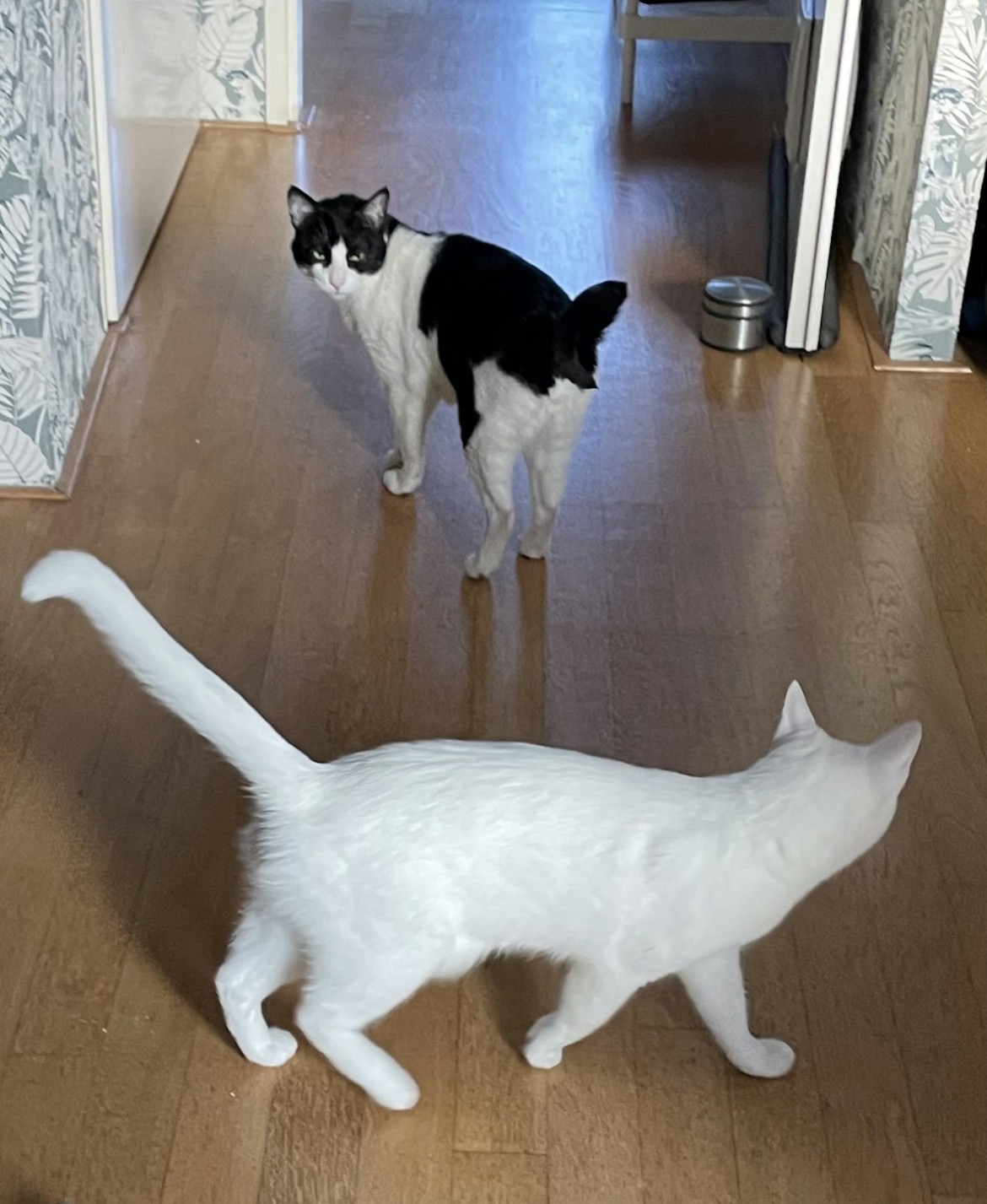 Pet 21