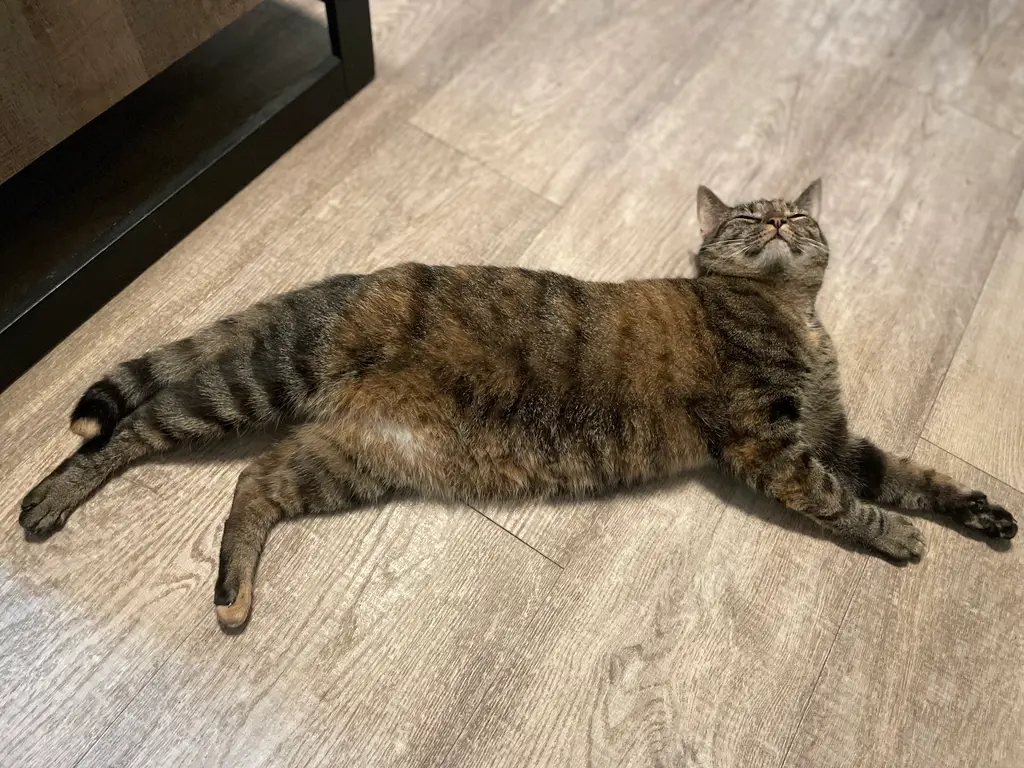 Pet 22