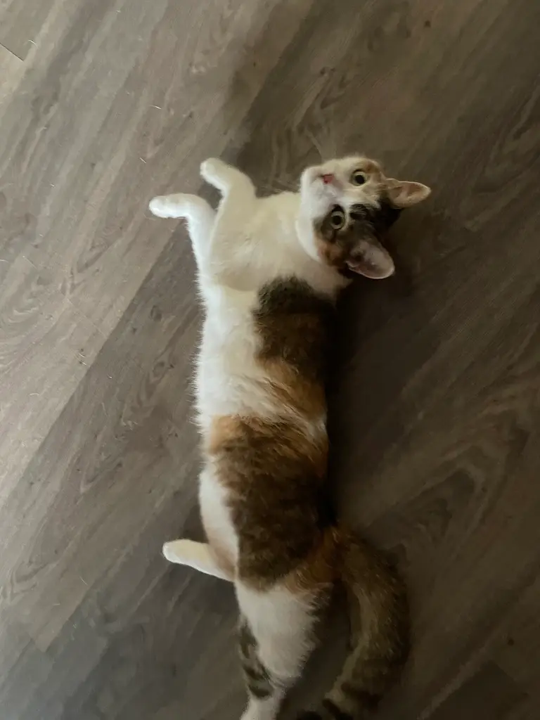Pet 23