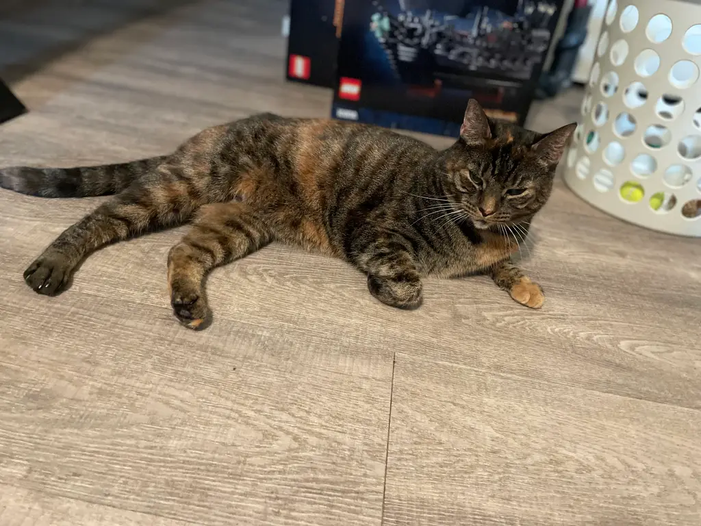 Pet 25