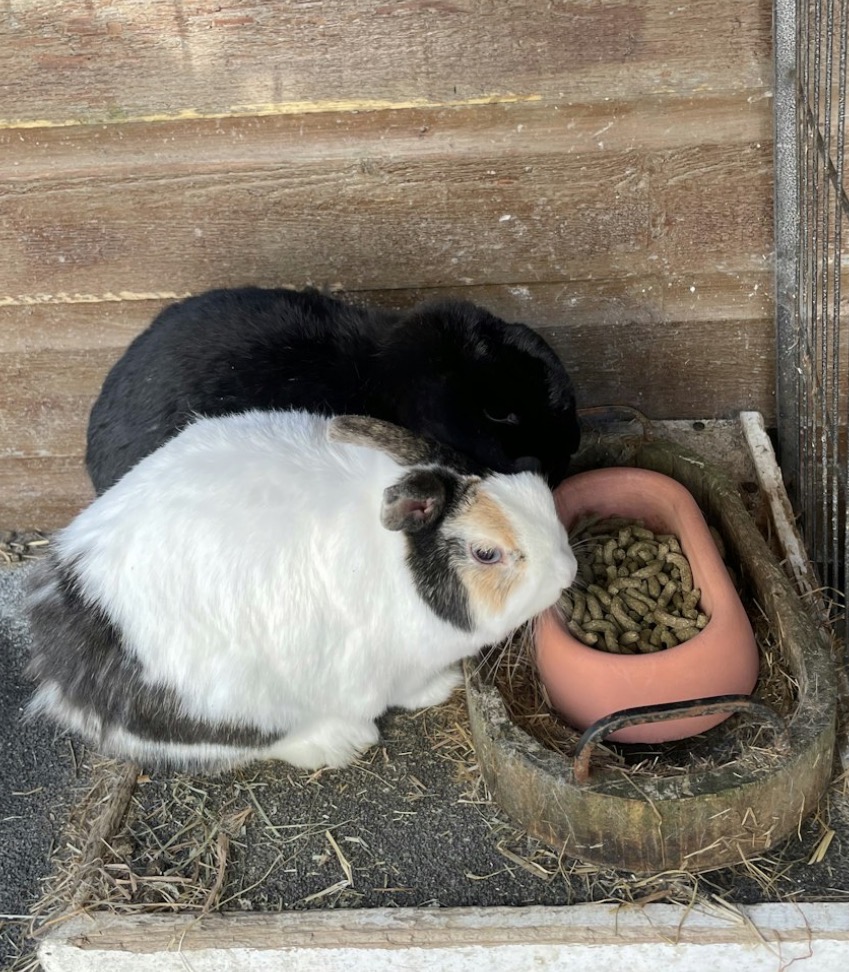 Pet 3