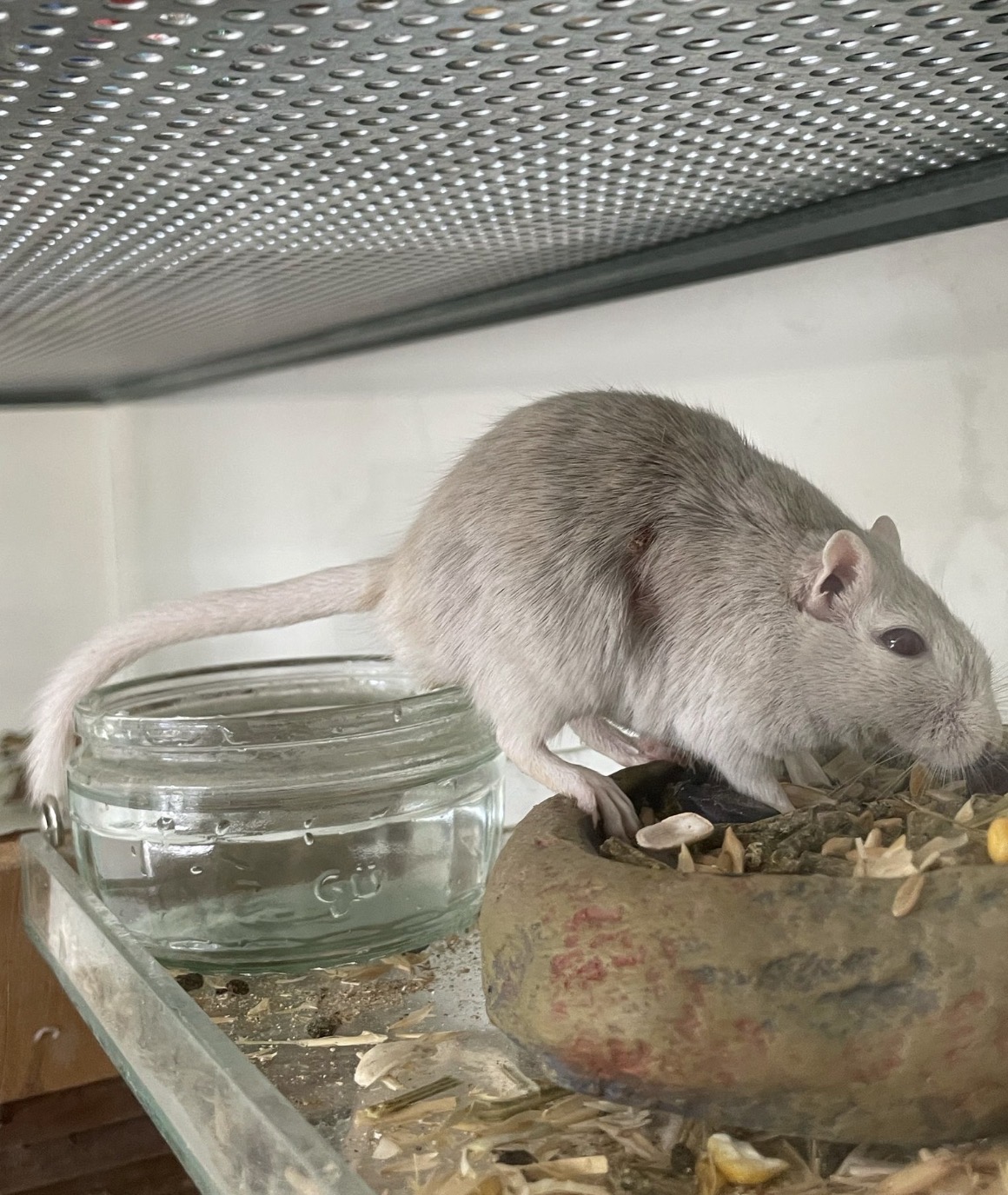 Pet 4