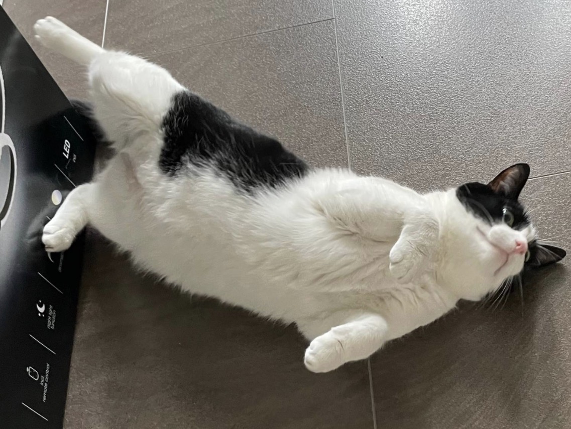 Pet 6